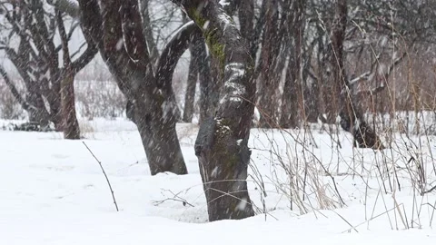 Snowfall in the old apple orchard in early spring, slow motion, 100 fps to 25 Stock Footage 151541894