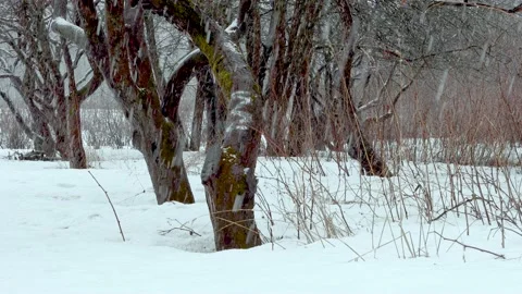 Snowfall in the old apple orchard in early spring 4K Stock Footage 151541928