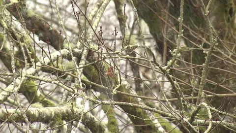 Snowfall in the Olympic Peninsula 動画素材 70735891