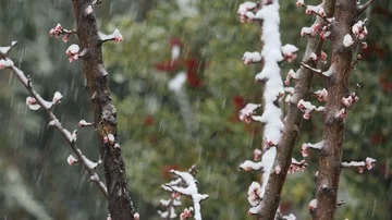 Snowfall over the branches of a tree with pink flowers: slow motion  Stock Footage 86091855