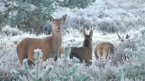 Snowfall Over Deer Foraging in Frozen Woods Stock Footage 325329088