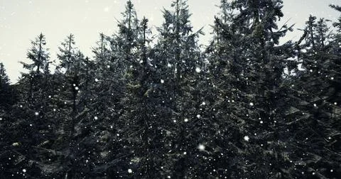 Snowfall over a dense forest with evergreens during winter daylight Illustrazione stock