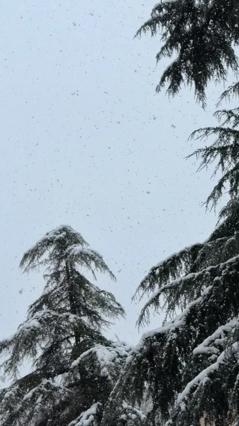 Snowfall Over Evergreen Trees Viewed From Below Against Pale Winter Sky Stock Footage 327696092