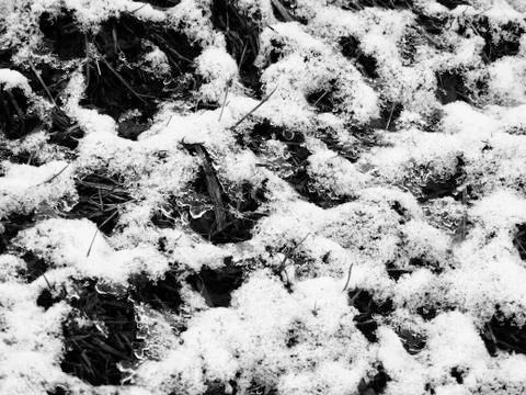 Snowfall over grass Stock Photos