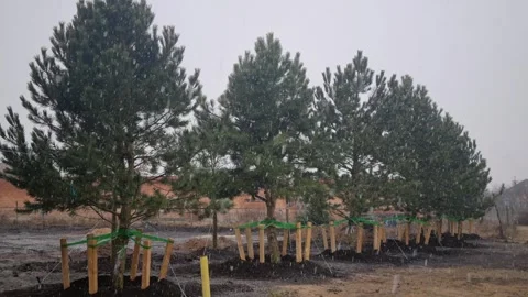 Snowfall over newly planted pine trees in winter. Stock Footage 304079995
