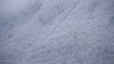 Snowfall over a pine tree forest in winter season Video stock 71011046