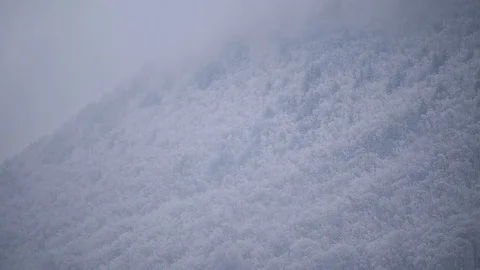 Snowfall over a pine tree forest in winter season 動画素材 71011063