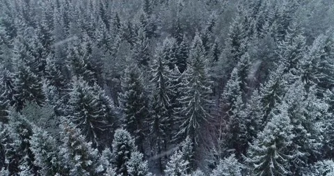 Snowfall over snowy forest Stock Footage 150219591