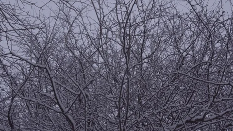 Snowfall over a tree with a Robin bird Vídeo Stock 124285508