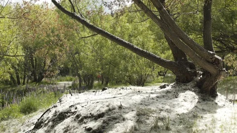Snowfall over the trees in the forest Vidéo 95135000