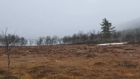 Snowfall over tundra field with sparse birch and pine in misty weather Stock-Footage 318196682