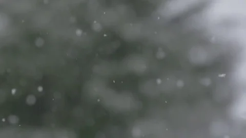 Snowfall pan down with trees in background Stock Footage 78450275