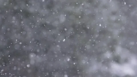 Snowfall pan down with trees in background Stock Footage 78451422