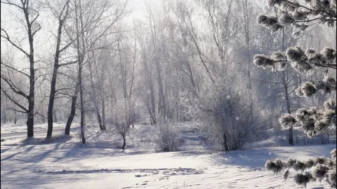 Snowfall in the Park at dawn Stock Footage 96595742