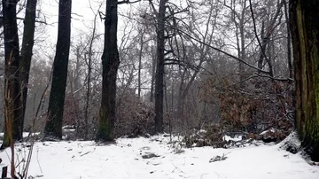 Snowfall in the Park Stock-Footage 86145394