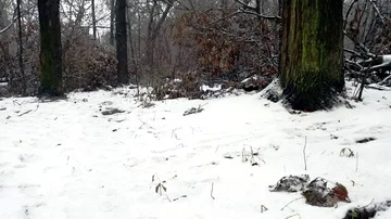 Snowfall in the Park Stock-Footage 86146942