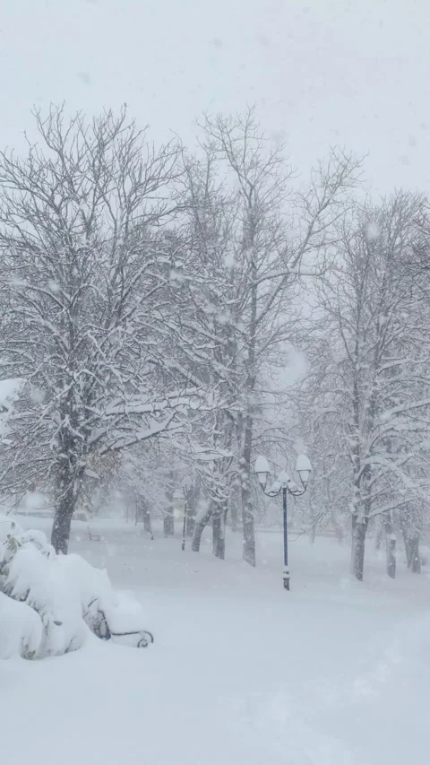 Snowfall in a park Stock Footage 257710444