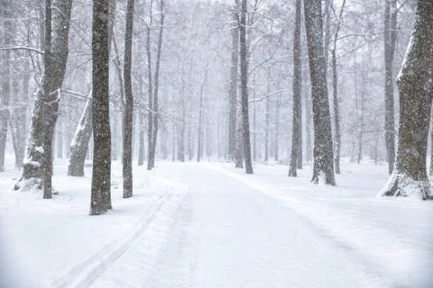 Snowfall in the park Stock Photos