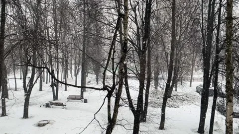 Snowfall in the park in winter Stock Footage 228456310