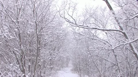 Snowfall on path in the woods Stock Footage 11882653