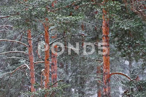Snowfall Stock Photos