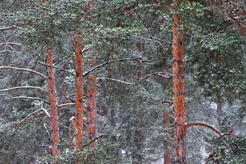 Snowfall Stock Photos