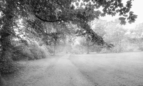 Snowfall Stock Photos