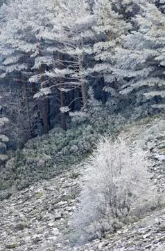 Snowfall Fotos de archivo