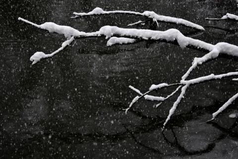 Snowfall Stock Photos