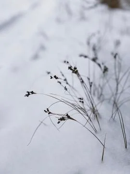 Snowfall Stock Photos