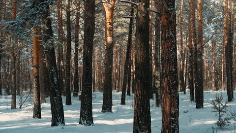 Snowfall in the Pine forest. Beautiful winter landscape with a path deep into Stock Footage 126646395
