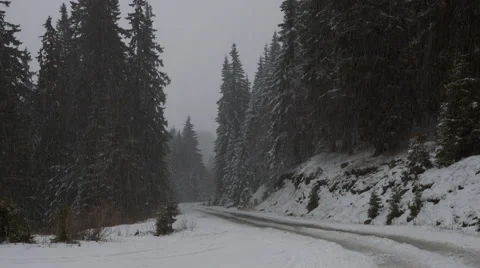 Snowfall in a Pine Forest Stock Footage 61172733