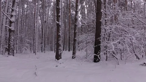 Snowfall in a Pine Forest Stock Footage 99989066