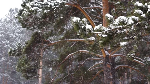 Snowfall in the pine forest. 스톡 동영상 100015193