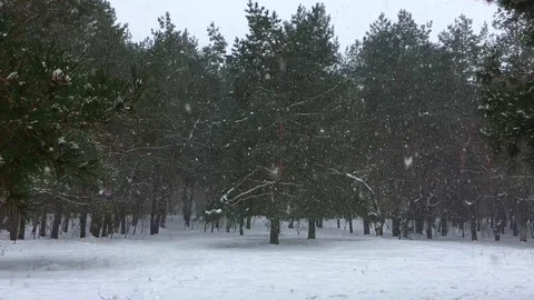 Snowfall in the pine forest. Stock Footage 100876868