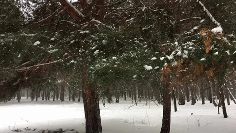 Snowfall in the pine forest. Stock Footage 100876873