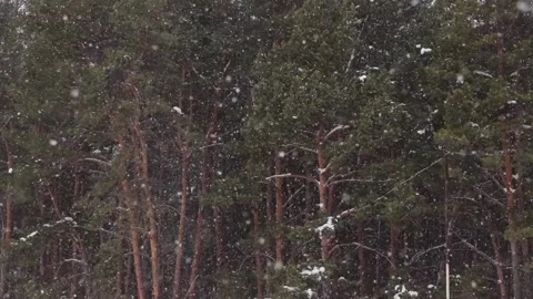 Snowfall in a pine forest Stock Footage 127025278