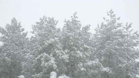 Snowfall in pine forest Stock Footage 225839793