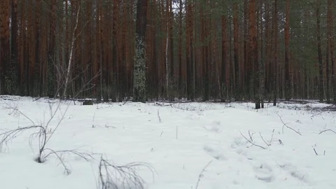 Snowfall in the pine forest. Snow-covered, beautiful forest. 스톡 동영상 129415875