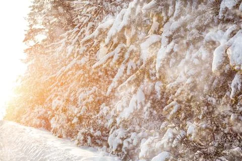 Snowfall in pine forest at sunset Stock-Fotos