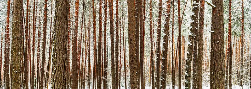 Snowfall in a pine forest on a winter cloudy day. Pine trunks covered with .. Stock Photos