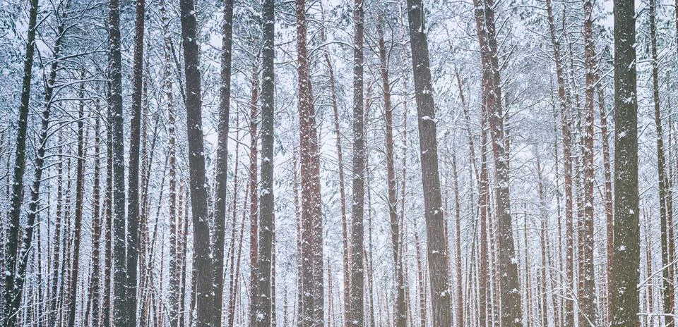 Snowfall in a pine forest on a winter cloudy day. Pine trunks covered with .. Stock Photos
