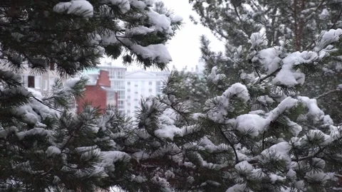 Snowfall on pine tree branches in an urban park. closeup. Video stock 321231712