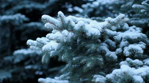 Snowfall on pine tree Stock Footage 58187459