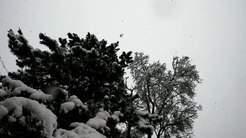 Snowfall on Pine Tree in Winter Stock Footage 317837661