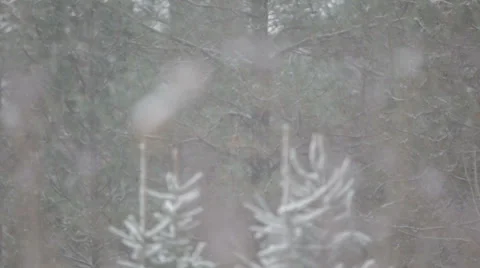 Snowfall with pine trees Video stock 35574754