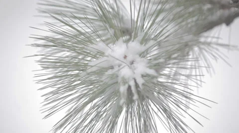 Snowfall with pine trees Video stock 35576827