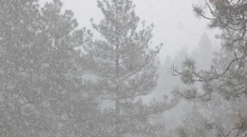 Snowfall with pine trees Video stock 35578319