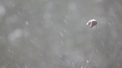 Snowfall with pine trees Stock-Footage 35578952