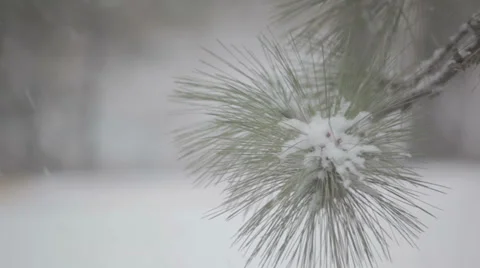 Snowfall with pine trees Video stock 35579820